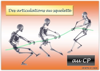 articulations présentation