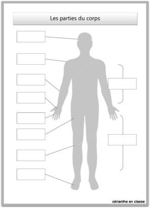 les parties du corps