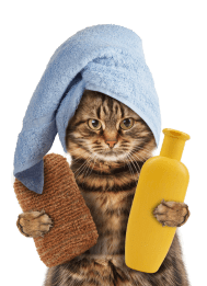 kisspng-cat-towel-kitten-pet-polyester-take-shower-gel-kitten-5a7d487ddfa2f0.215991251518159997916