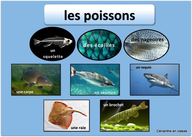 classification des animaux présentation 2