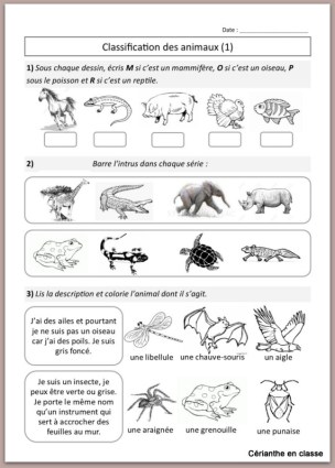 fiches d'ex classification des animaux 1