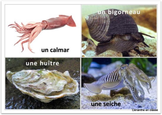 img mollusques